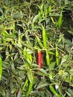 Chilli Plant Chilli Plant