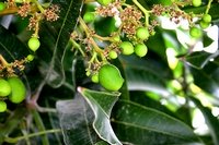 Baby mangoes