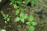 Basil seedlings