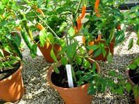 Chilli plant in pot
