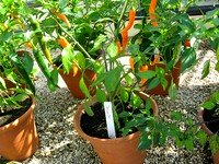 Chilli plant in pot Chilli plant in pot