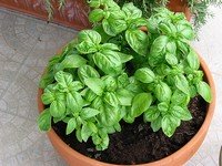 Growing basil from seed