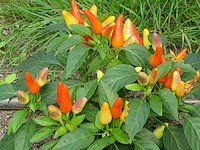 Growing Chillies Growing Chillies