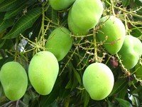 Growing Mangoes