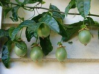 Passionfruit Vine Passionfruit Vine