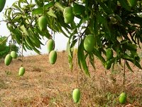 Mangoes growing on tree