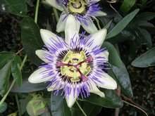 Passionfruit Flower Passionfruit Flower