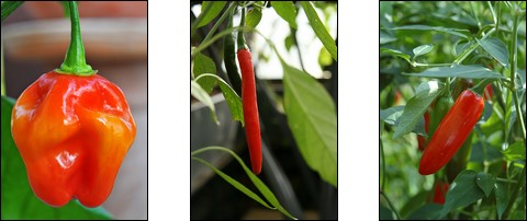 Chili pepper varieties