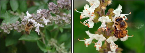 Bees on basil flowers