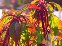 Flowering Amaranth Plants