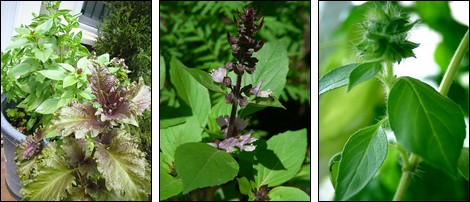 Purple ruffles, Thai basil and lemon basil. Purple ruffles, Thai basil and lemon basil.