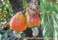 How+Do+Cashews+Grow The cashew apple looks very attractive with its red cheeks. It's high ...