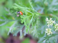 Ladybug on Coriander Ladybug on Coriander