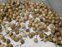 Coriander Seeds