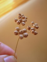 Small part of coriander seed head Small part of coriander seed head