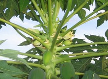 Female Papaya Plant