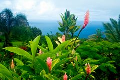 Flowering ginger plants.