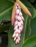 Ginger Flower