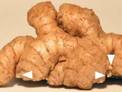 Ginger root with growth buds.