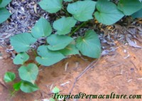 Growing Sweet Potatoes Growing Sweet Potatoes