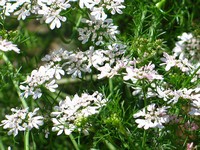 Growing Coriander