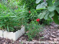 Ginger growing in styrofoam boxes