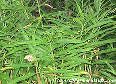 Foliage of ginger plants.