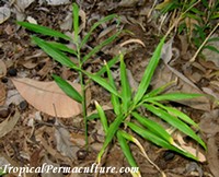 Mulched, young ginger plant