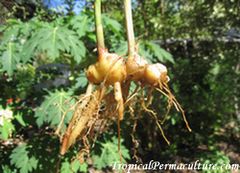 A ginger rhizome with roots.