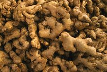 Growing Ginger Growing Ginger