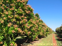Growing mango trees in orchard