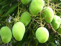 Growing Mangoes
