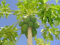 Growing Papaya