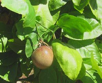 Ripe Passionfruit