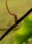 Passionfruit tendril hanging on. Passionfruit tendril hanging on.
