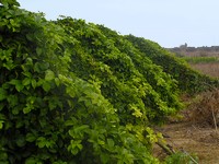 Passionfruit growing on trellis.