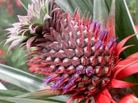 Baby Pineapple Fruit