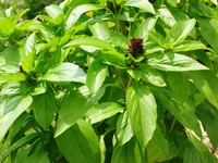Harvest that basil now! Harvest that basil now!