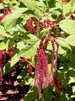 Love Lies Bleeding