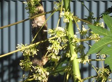 Male Papaya Flowers