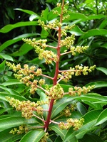 Young mango flower