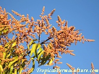 Mango flower