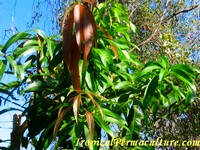 Young mango leaves are red