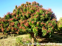 Flowering mango tree