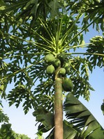 Crown Of A Papaya