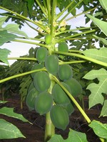 Young Papaya Plant.