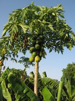 Mature Papaya Tree.