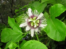 Passiflora Passiflora