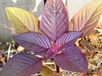 Red-leaved Amaranth