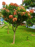 Young mango tree